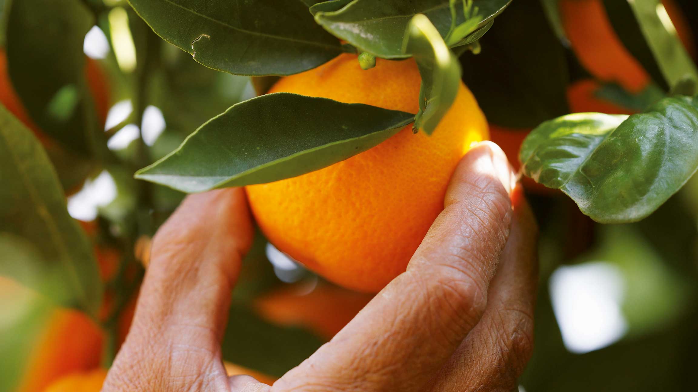 Hand pflückt reife Orangen