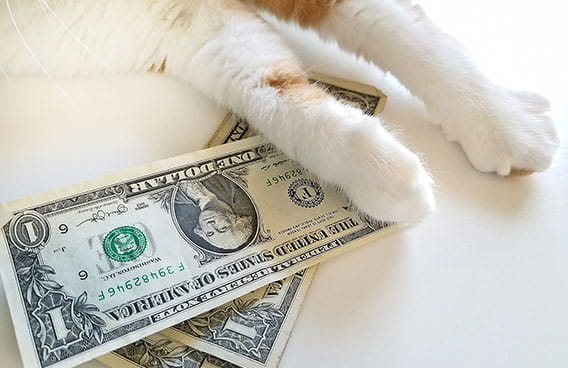 Tierversicherung - Katze mit Dollarscheinen