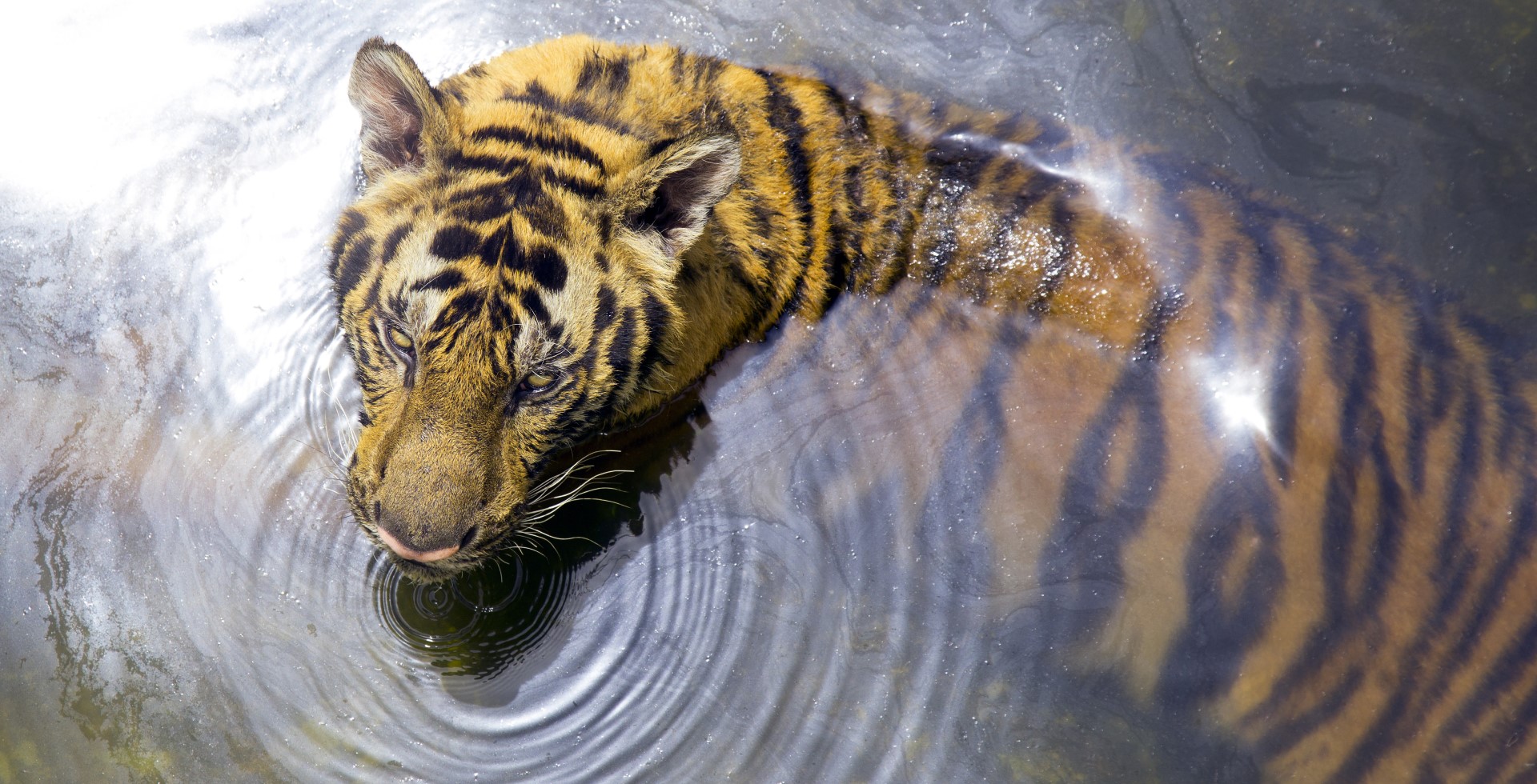 Kapitalmarktbrief Januar - Was das Jahr des „Wasser-Tigers“ bereithält